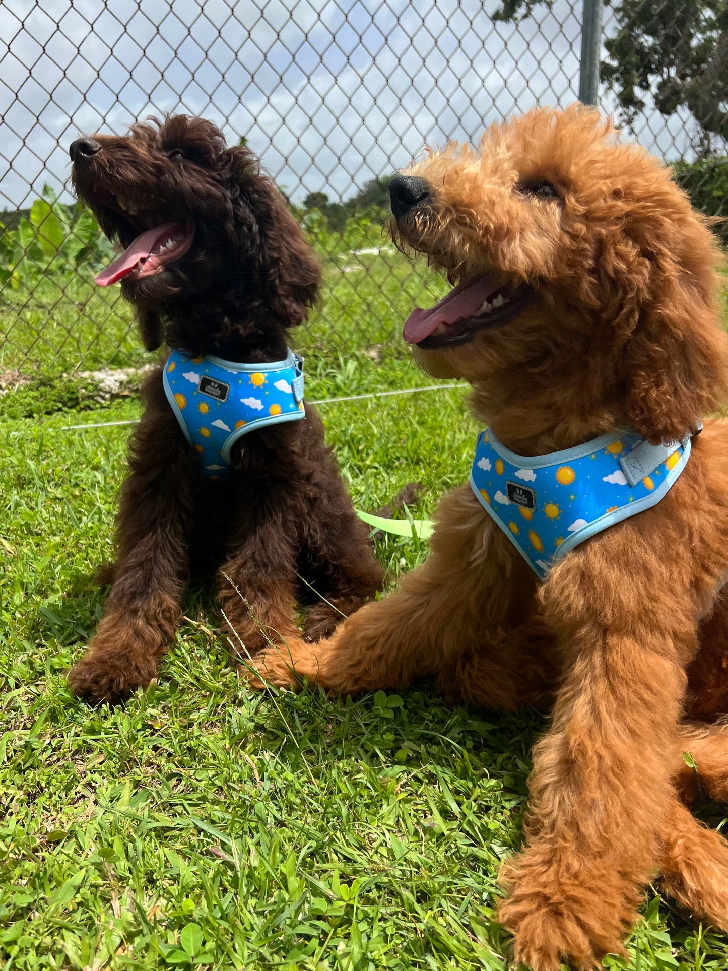 Suns & Clouds Harness