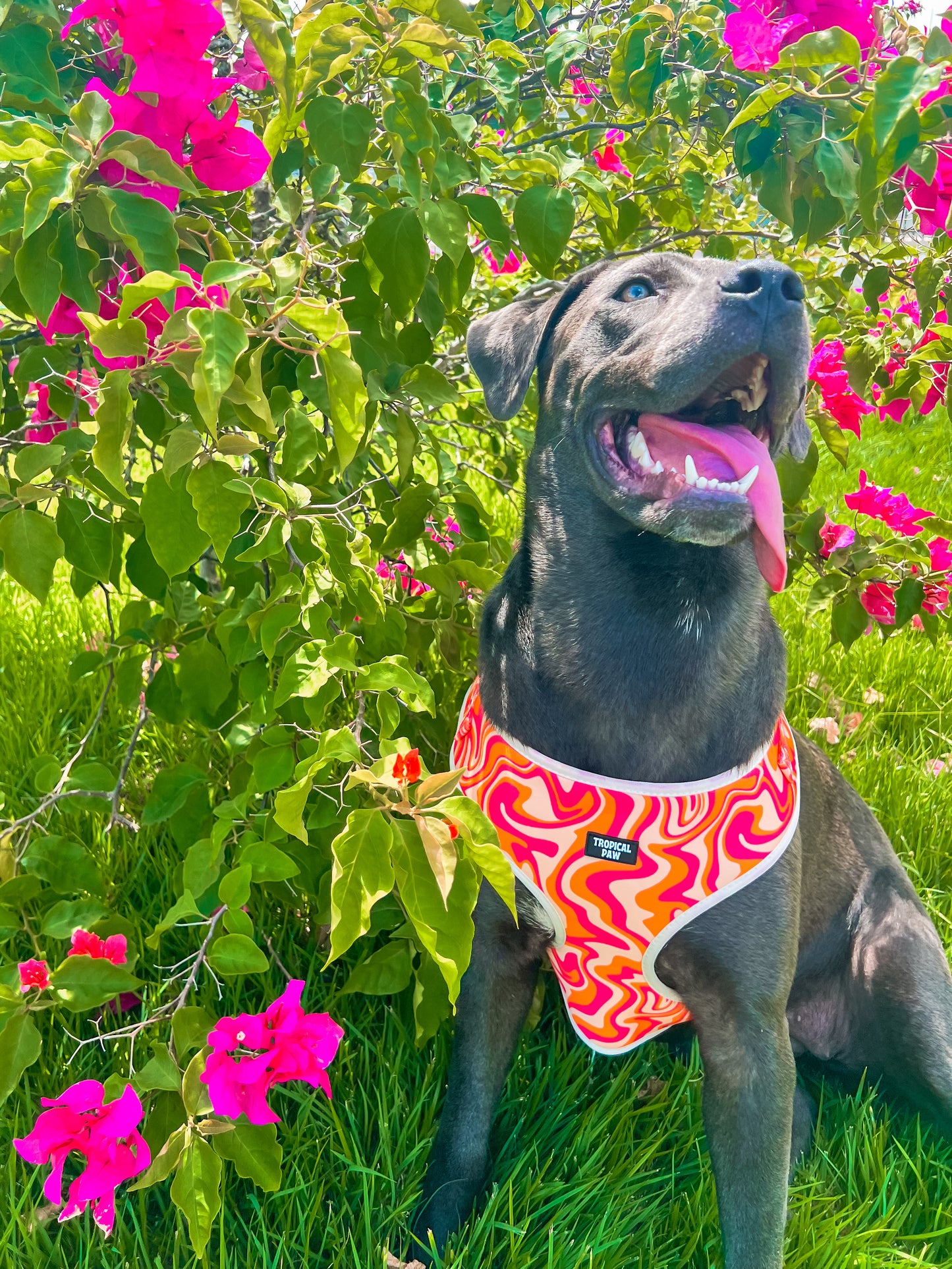 Coral Currents Harness