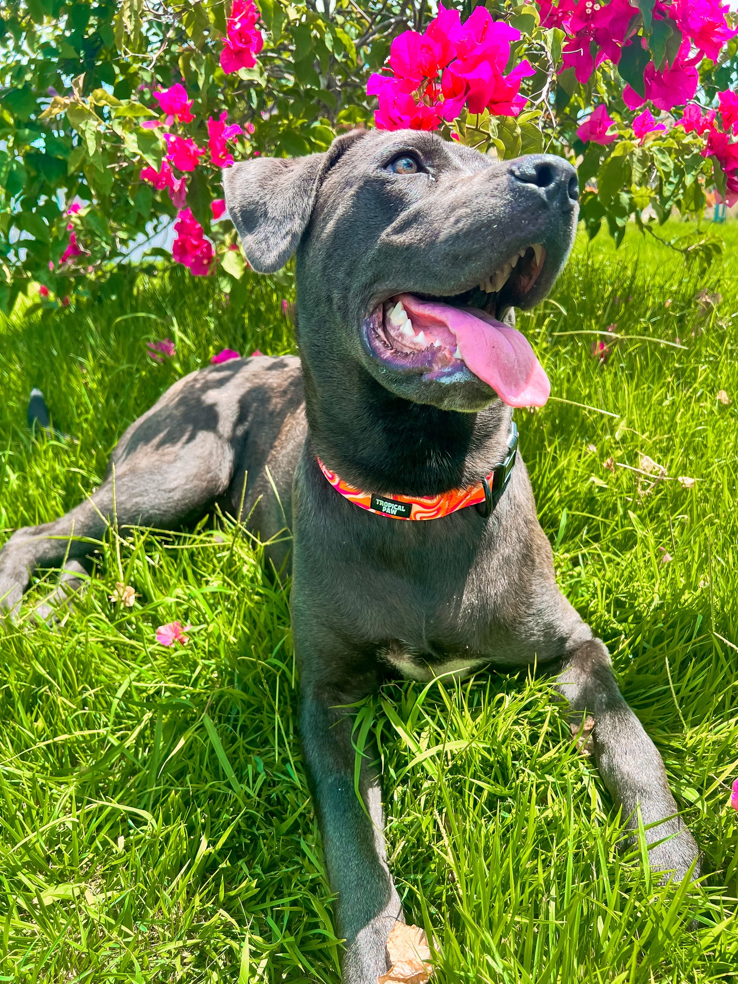 Coral Currents Collar